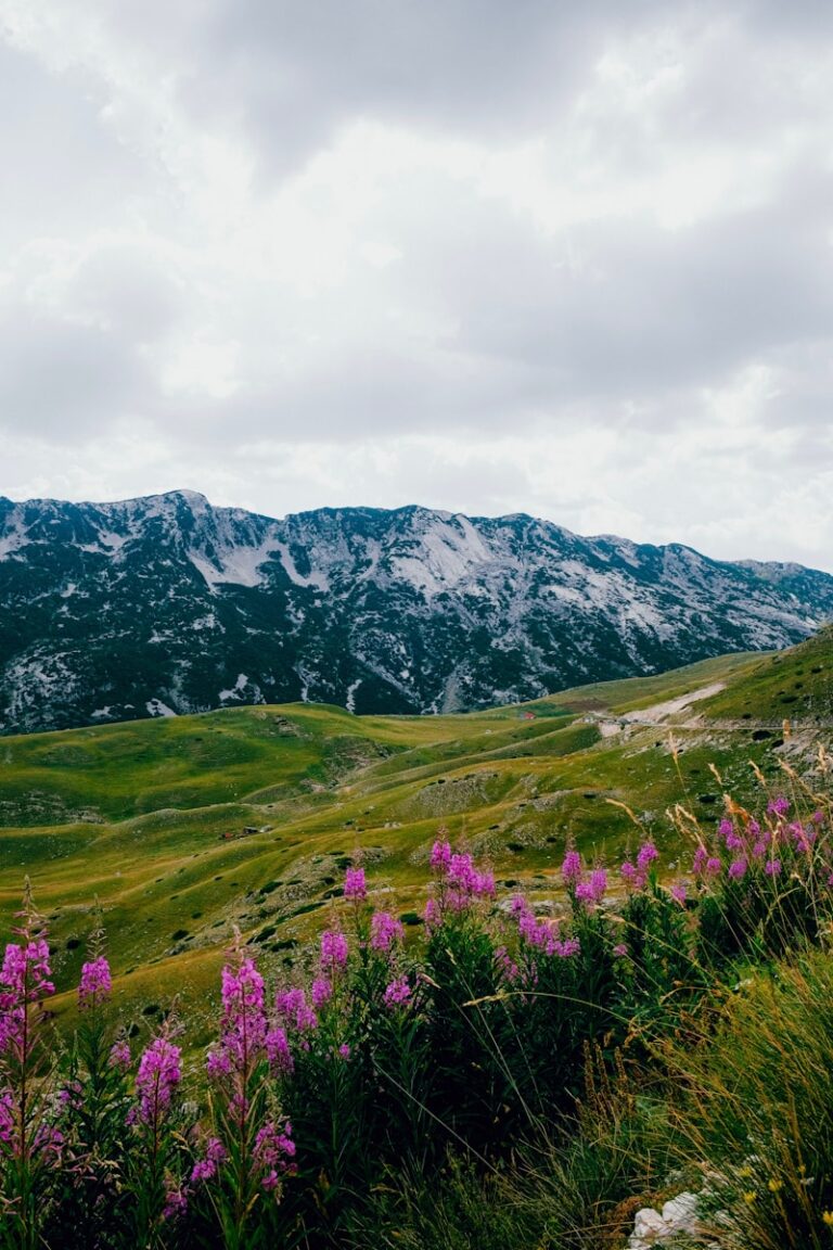 A field with purple flowers and mountains in the background